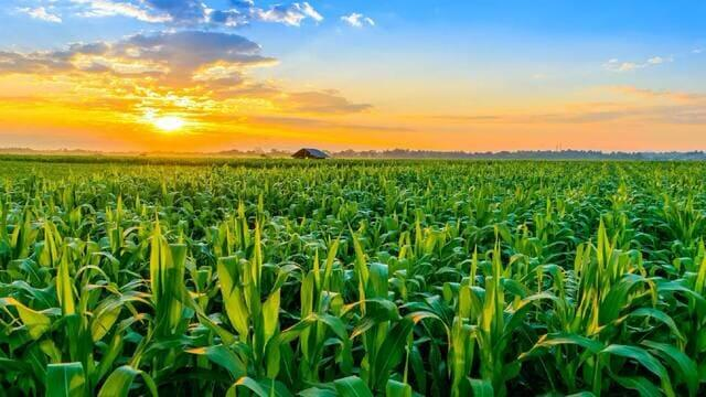 العوامل المؤثرة على إنتاج المحاصيل الزراعية